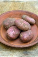 Solanum - Potato 'Mira'