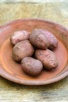 Solanum - Potato 'Axona'