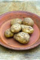 Solanum - Potato 'Eric'