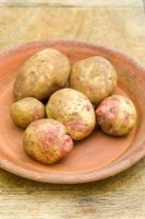 Solanum - Potato 'Cara'