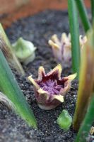 Close up of flowers and buds of Aspidistra elatior which arise at soil level hidden amongst the leaf stems in winter