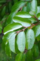 Foliage of Prunus laurocerasus dusted with snow