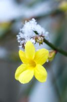 Jasminum nudiflorum - Close up of flower with snow
