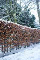 Fagus sylvativa - Beech hedge in winter with snow