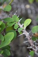 Euphorbia milii var. splendens 'Christ's Thorn'
