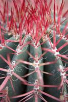 Ferocactus pilosus - Mexican Lime Cactus 