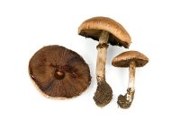 Agaricus silvaticus - Blushing Wood Mushroom