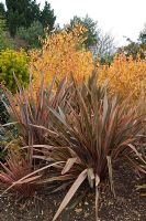 Phormium ' Maori Queen' - New Zealand flax, in the winter garden at Hilliers gardens, Hampshire.