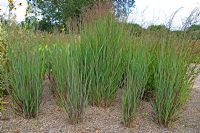 Panicum virgatum  'Heiliger Hain' - Switch Grass. Wisley gardens, Surrey