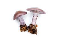Lepista Nuda - Wood Blewit fungus