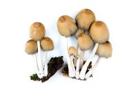 Coprinus Micaceaus - Glistening Inkcap fungi