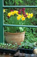 Mixed pot of Tulips and Narcissus - Daffodils raised up outside a conservatory so they can be admired from indoors.  Seedlings in trays on the windowsill.