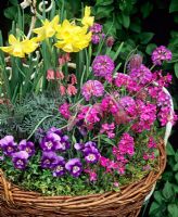 Spring bulbs, bedding and perennials in a shallow wicker basket mulched with moss. Narcissus 'Pipit' with Fritillaria meleagris - Snakes head Fritillary, Primula denticulata -  Drumstick primrose, Dicentra 'Stuart Boothman', Violas and Arabis blepharophylla 'Fruhlingszauber' (Spring Charm)