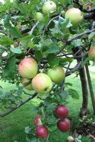 Family Apple tree with two varieties growing on one rootstock. Malus domestica 'James Grieve' and 'Katy'                             