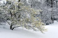 Hamamelis mollis in snow covered garden in February