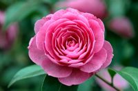 Camellia x williamsii  'E G Waterhouse'