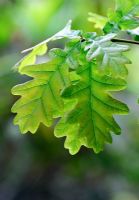 Quercus - Oak leaves. New growth in May