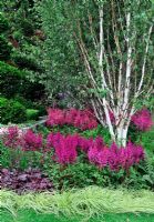 Astilbe Chinensis 'Stand and Deliver', Astilbe  chinensis 'Hennie Graafland' with Betula in damp shady garden. Design - Niki Palmer