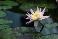 Nymphaea 'Ostara' - Water lily