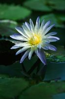 Nymphaea 'Hunter's Moon' - Water lily