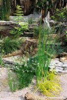 Seaside garden planted with a range of grasses, driftwood steps,Hampton Court Flower Show
