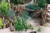 Dichromena Colorado with mixed grasses in a seaside garden with driftwood, HCFS