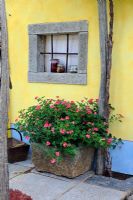 Pelargoniums in stone pot against brightly painted wall, HCFS