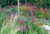 Penstemon Firebird with grasses in a meadow bed.