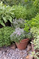 Herbs growing in pots, thyme, parsley, sage, Hampton Court 2009