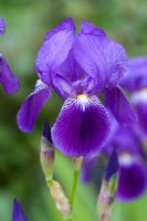 Iris germanica - Tall Bearded Iris 