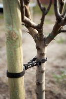 Flexible, adjustable tree tie to stabilise tree after planting, providing support whilst roots are being established