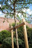 Wooden support for young maple tree