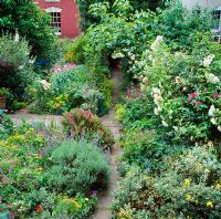 View of garden with small path between beds of perennials and shrubs 