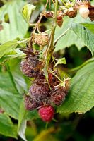 Raspberry 'Autumn Bliss' late in the season with Botrytis cinerea - grey mould encouraged by cool and damp conditions.