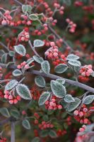 Cotoneaster dammeri 'Eichholz' with frost