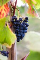 Vitis 'Muscat Bleu' on vine - Grape