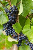 Vitis 'Muscat Bleu' on vine - Grape

