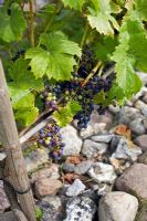 Vitis 'Muscat Bleu' on vine - Grape
