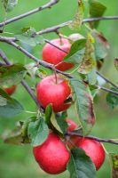 Malus 'Discovery'  on tree branch