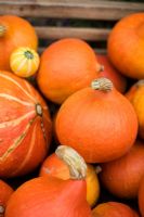 Mixed Pumpkins with Cucurbita maxima 'Uchiki Kuri' and Pumpkin 'Hubbard'