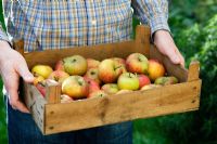 Man carrying box of picked apples in Autumn