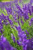Lavandula angustifolia - Lavender
