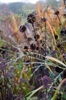 Echinacea purpurea and grass with melting frost