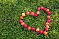 Heart made from fallen Crab apples on lawn with moss