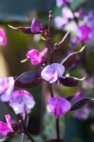Lablab purpureus 'Ruby Moon' - Hyacinth Bean
