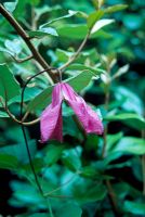 Clematis integrifolia 'Pangbourne pink'