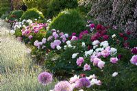 Summer border with Lavandula, Paeonia lactiflora, Paeonia lactiflora 'Bowl of beauty' and Paeonia lactiflora 'Sarah Bernhardt'