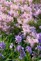 Iris sibirica and Syringa meieri -  Palibin Lilac