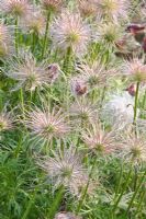 Pulsatilla vulgaris - Pasque flower