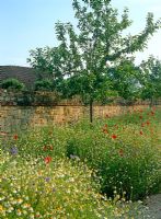 Wild flower meadow borders planted with Agrostemma - Corncockle, Anthemis - White Mayweed, Centaurea, Chrysanthemum segetum - Corn Marigolds, Nigella and Papaver - Poppies. Walled vegetable garden 